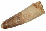 Spinosaurus Tooth - Real Dinosaur Tooth #192088-1